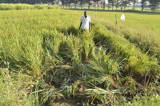விவசாயத்துக்கு தண்ணீர் திறப்பை அதிகரிக்கக் கோரி விவசாயிகள் முற்றுகை